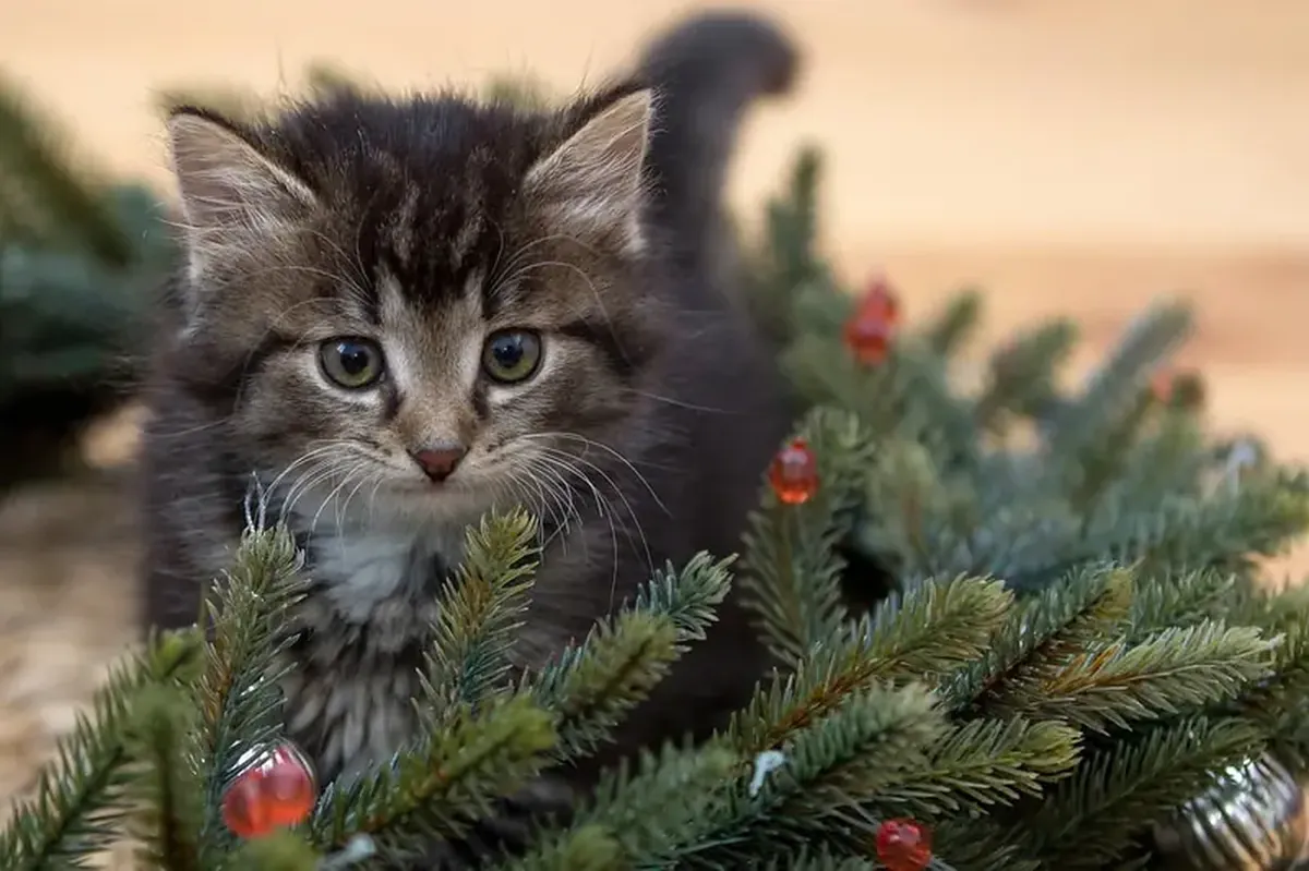What dangers does a Christmas tree pose to your cat? Veterinarians explain.