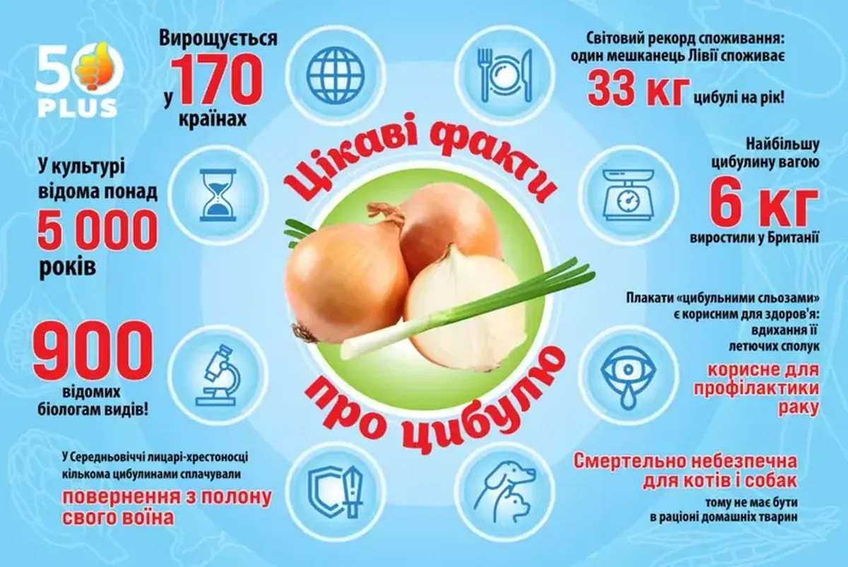 Cry, eat, and calm down: what you need to know about onions.