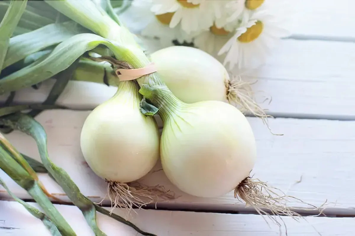 Cry, eat, and calm down: what you need to know about onions.