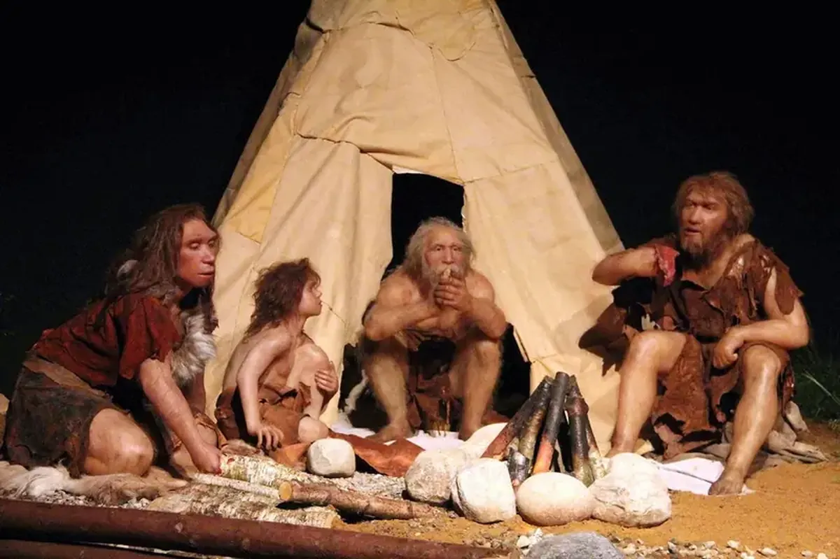 When did humans start cooking food?