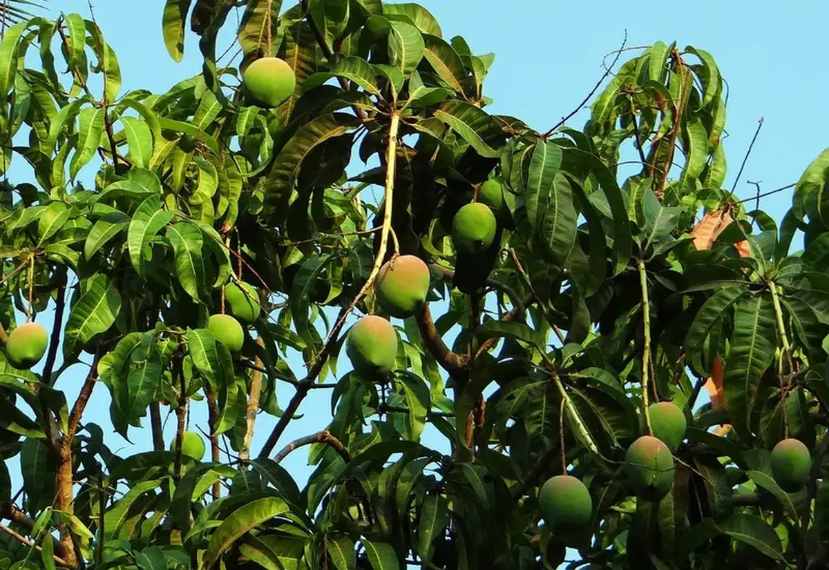 The Mysterious Stranger: Benefits and Risks of Mangoes