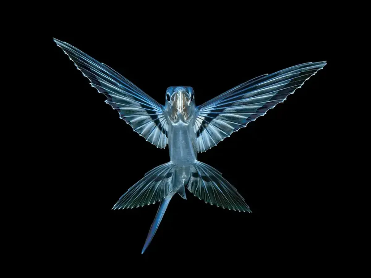 Diamond squid and a lobster on a jellyfish: a photographer showcased portraits of tiny deep-sea dwellers.