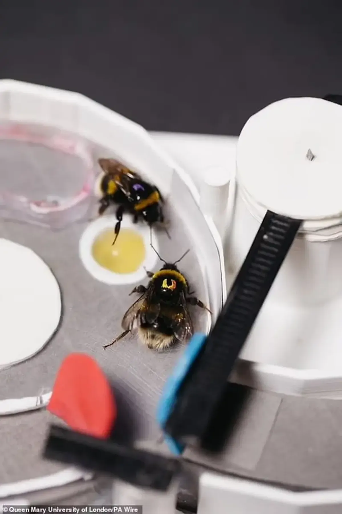 A culture of kindness: bees teach one another to solve puzzles.