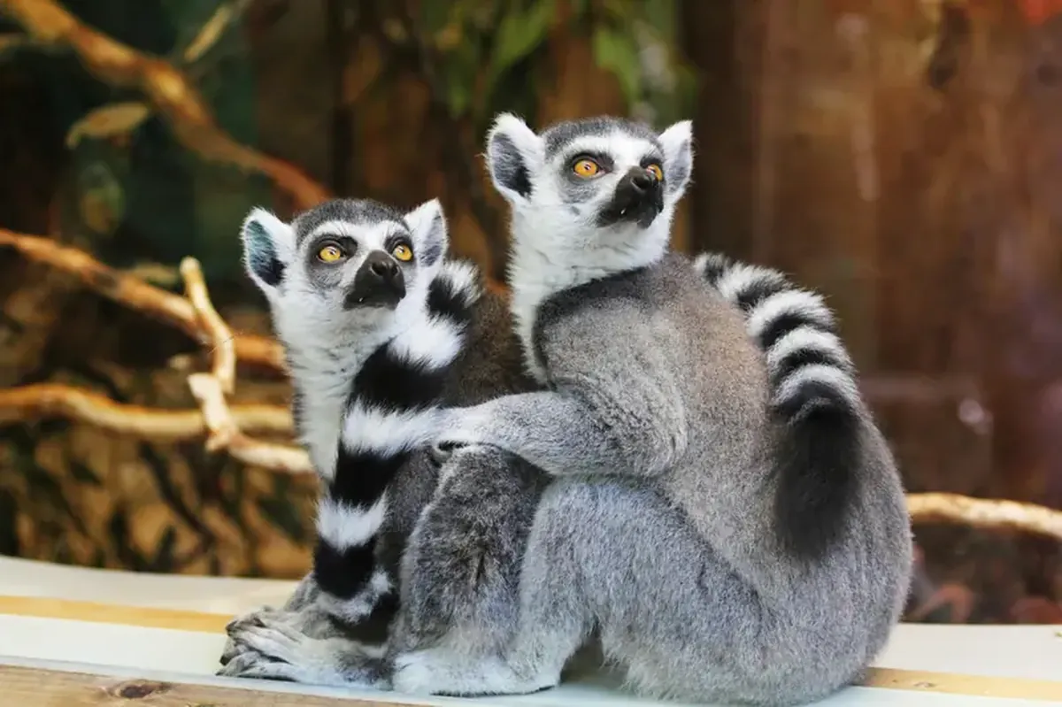 Indri Lemurs Keep a Beat — Their Songs Have Human-Like Rhythm 4 Lemurs, like humans, also sing rhythmic songs.