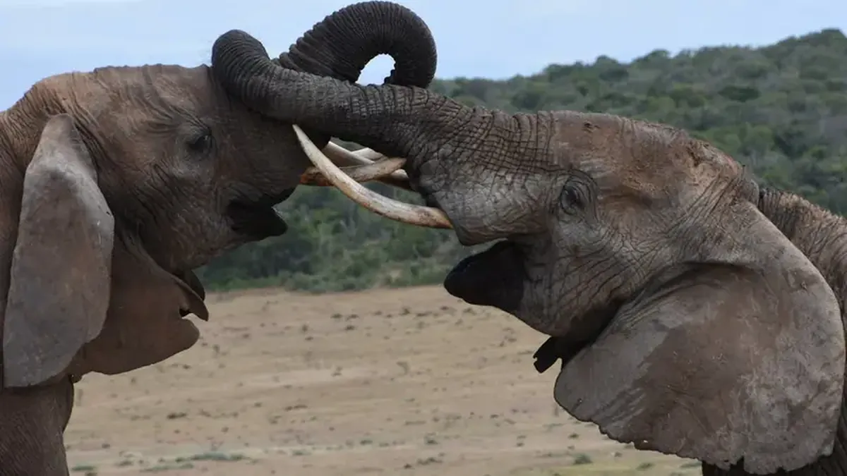 Elephants Speak in Infrasound Humans Can't Hear 3 Elephants have a secret language that humans cannot hear.