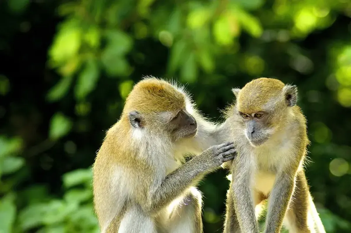 Do animals kiss?