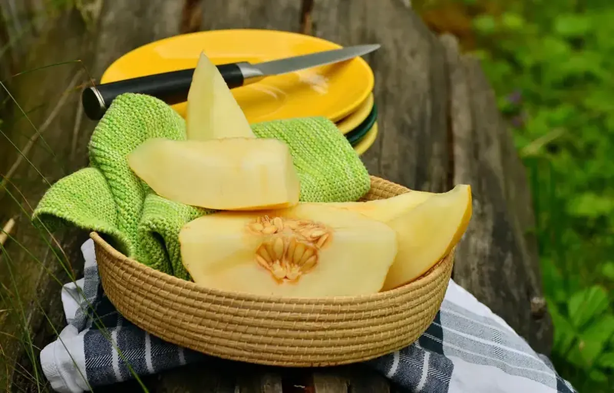 A sweet gift: the melon came to Europe from Asia.