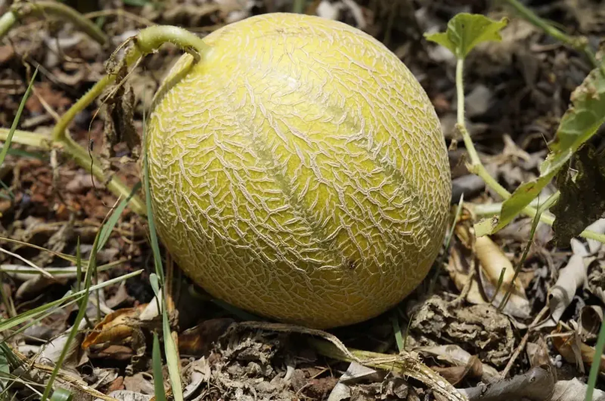 A sweet gift: the melon came to Europe from Asia.