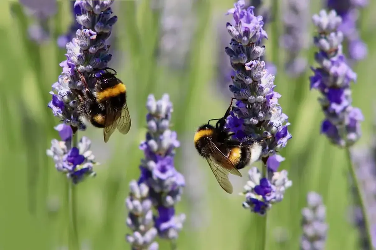 Stressed bumblebees make pessimistic decisions.