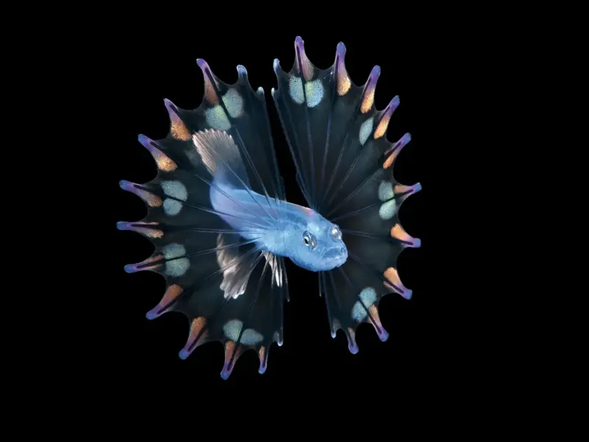Tiny Deep‑Sea Portraits: How a Photographer Captures Diamond Squid and a Lobster Riding a Jellyfish 3 Diamond squid and a lobster on a jellyfish: a photographer showcased portraits of tiny deep-sea inhabitants.