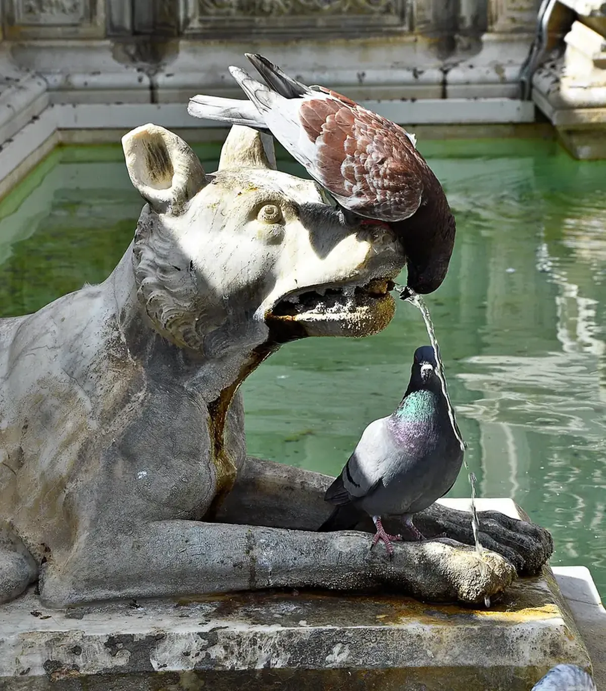 Pigeons Could Be Surprisingly Good Art Critics 3 Pigeons can make surprisingly good art critics.