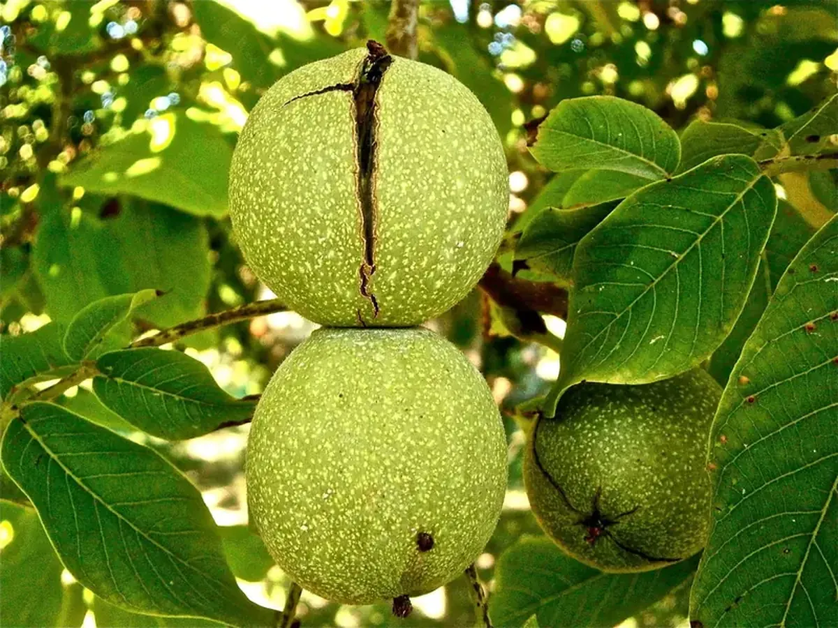 Walnuts: How a Few Nuts Deliver Big Energy and Brain Benefits 7 Walnut: nuclear energy