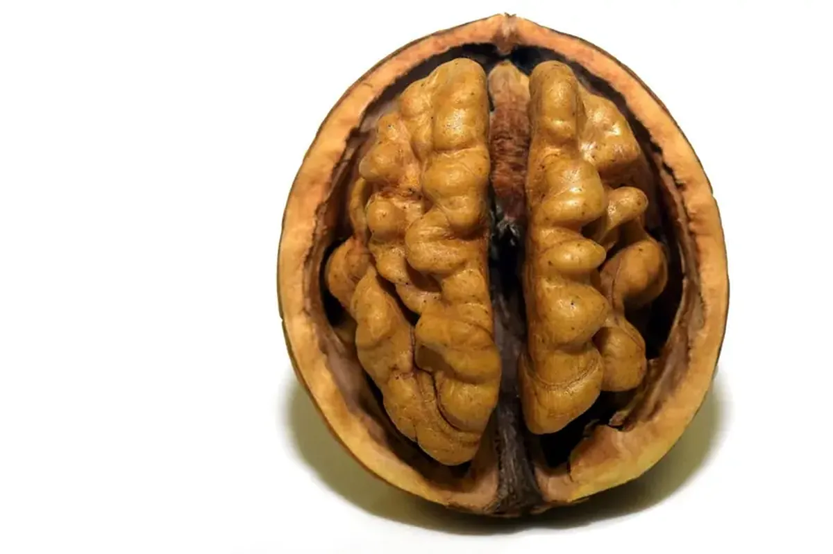 Walnuts: How a Few Nuts Deliver Big Energy and Brain Benefits 4 Walnut: nuclear energy