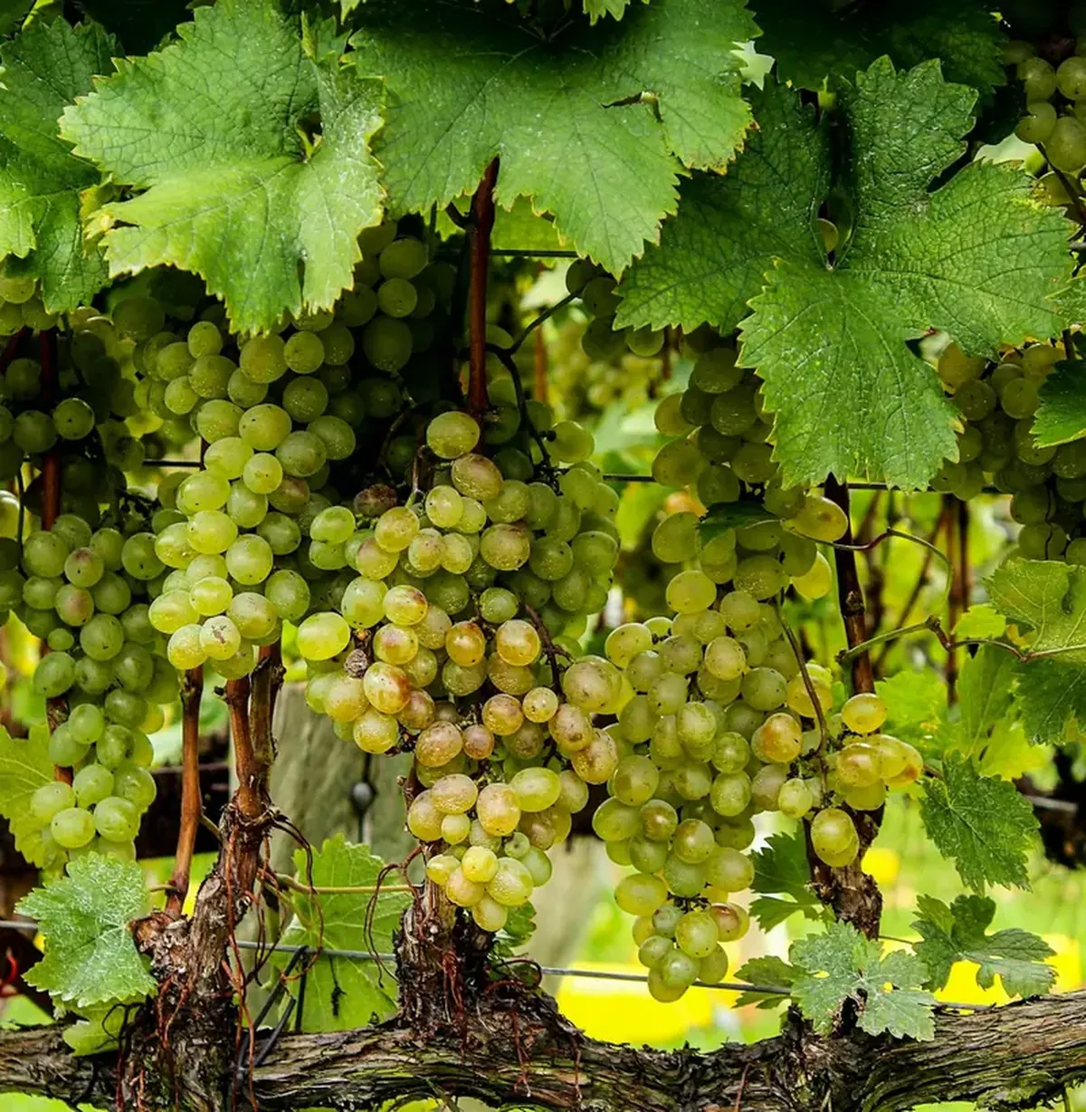 Do you love wine? Thank the asteroid that wiped out the dinosaurs.