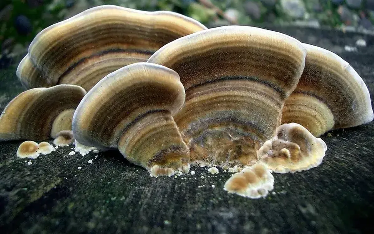 This mushroom compound is the world’s most bitter substance 3 German biochemists have discovered the most bitter substance in the world.