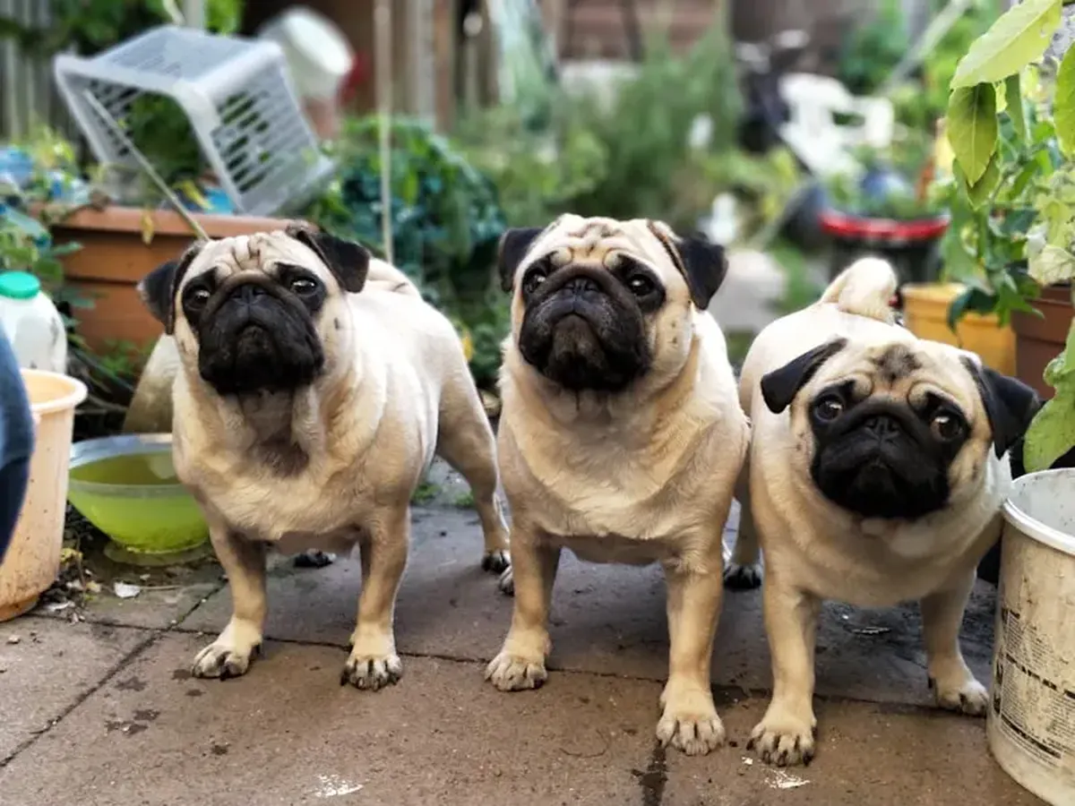 Why pugs' baby faces make them so popular 3 three fawn pugs