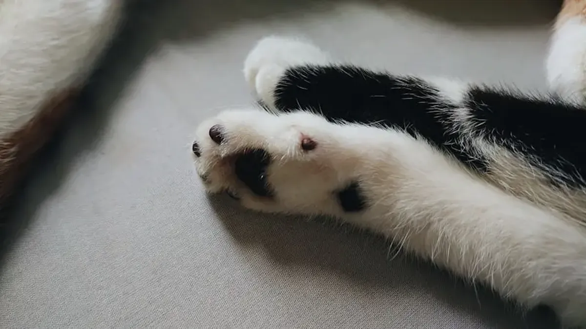 Why Your Cat Kneads You Like Dough — and What to Do About the Claws 3 a dog lying on its back