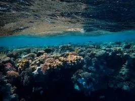 corals and body of water