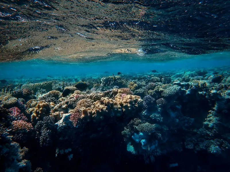 corals and a body of water