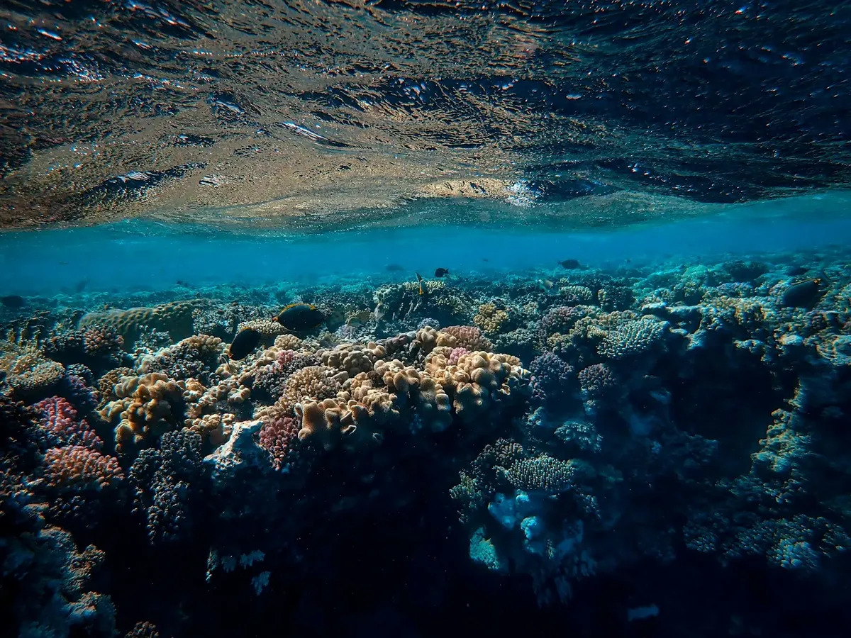 corals and body of water