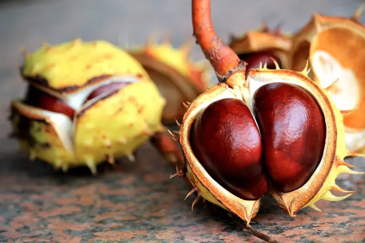 Hemorrhoids: How They Start, How to Prevent Them, and When to Get Treated 6 Hemorrhoids: an uncomfortable condition