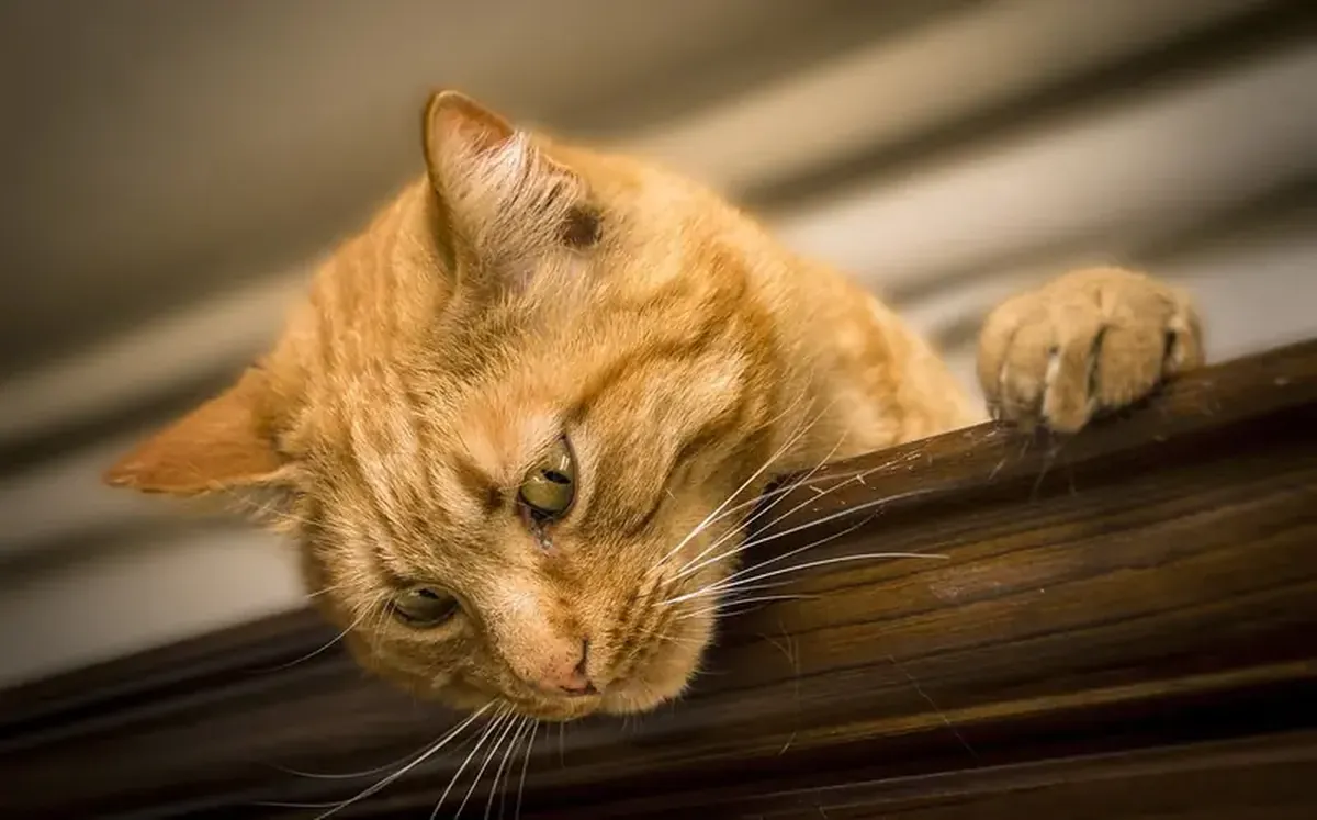Scientists have explained why cats scratch furniture.
