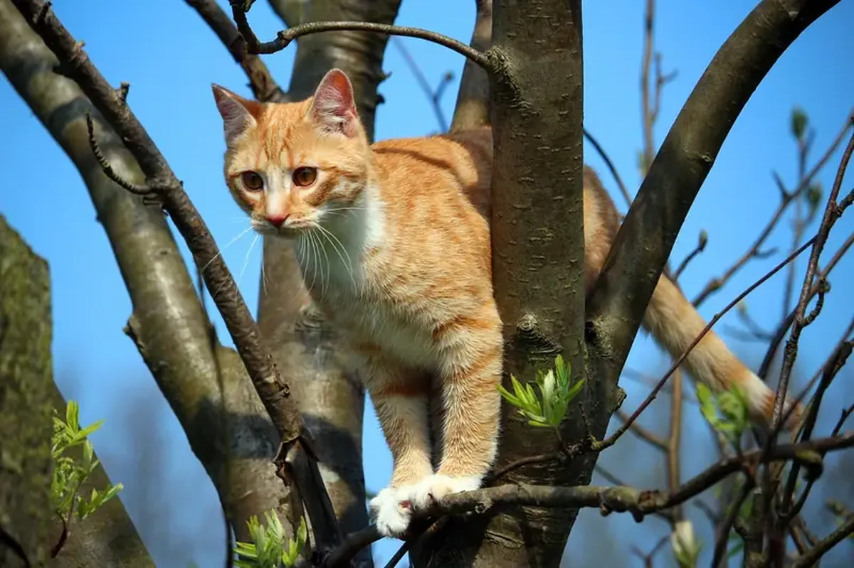 Why do cats chirp when they detect prey?