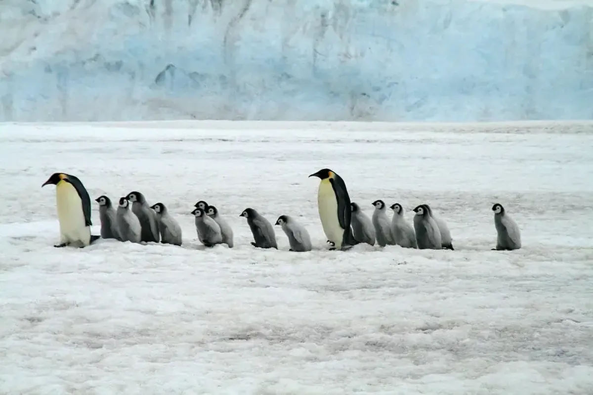 Sensational: an emperor penguin has arrived in Australia from Antarctica.