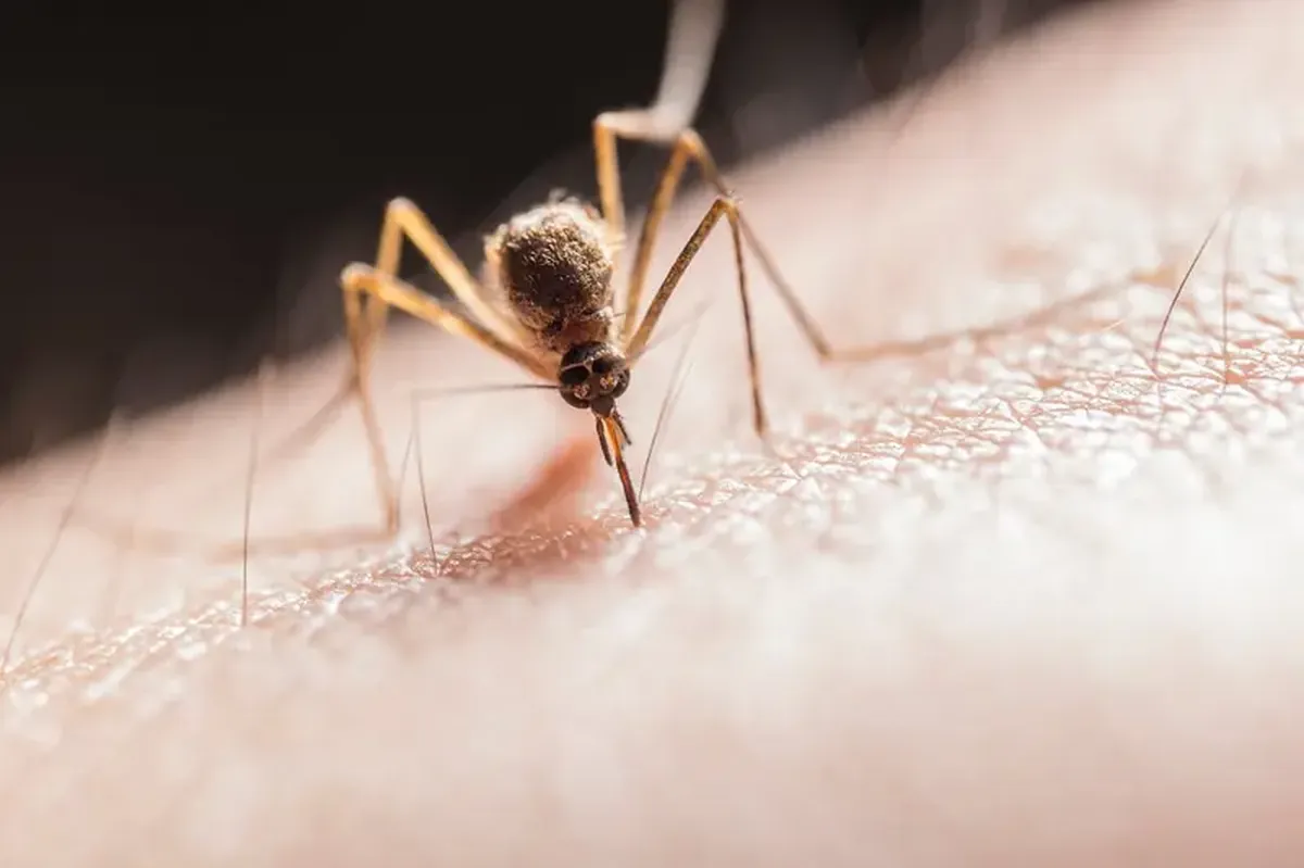 The World's Deadliest Animal Isn't a Shark or Lion — It's the Mosquito 3 You would never guess: scientists have identified the world's deadliest animal.