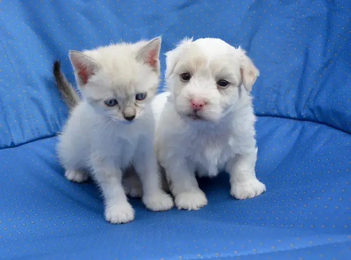 How Domestication Is Making Dogs and Cats Look More Alike 3 Guilty people: cats are becoming more like dogs, and dogs are becoming more like cats.