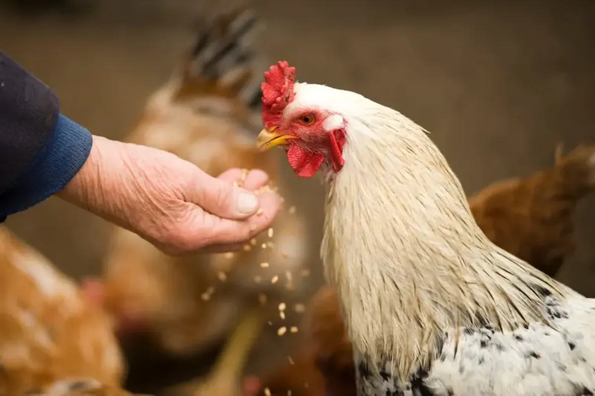 Like people, chickens also blush when they're nervous.