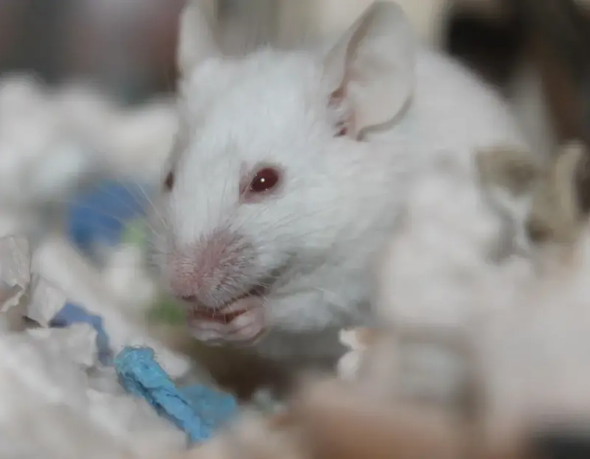 How a rosemary compound became a drug that reversed Alzheimer's signs in mice 4 Rosemary contains a compound that effectively combats Alzheimer's disease.