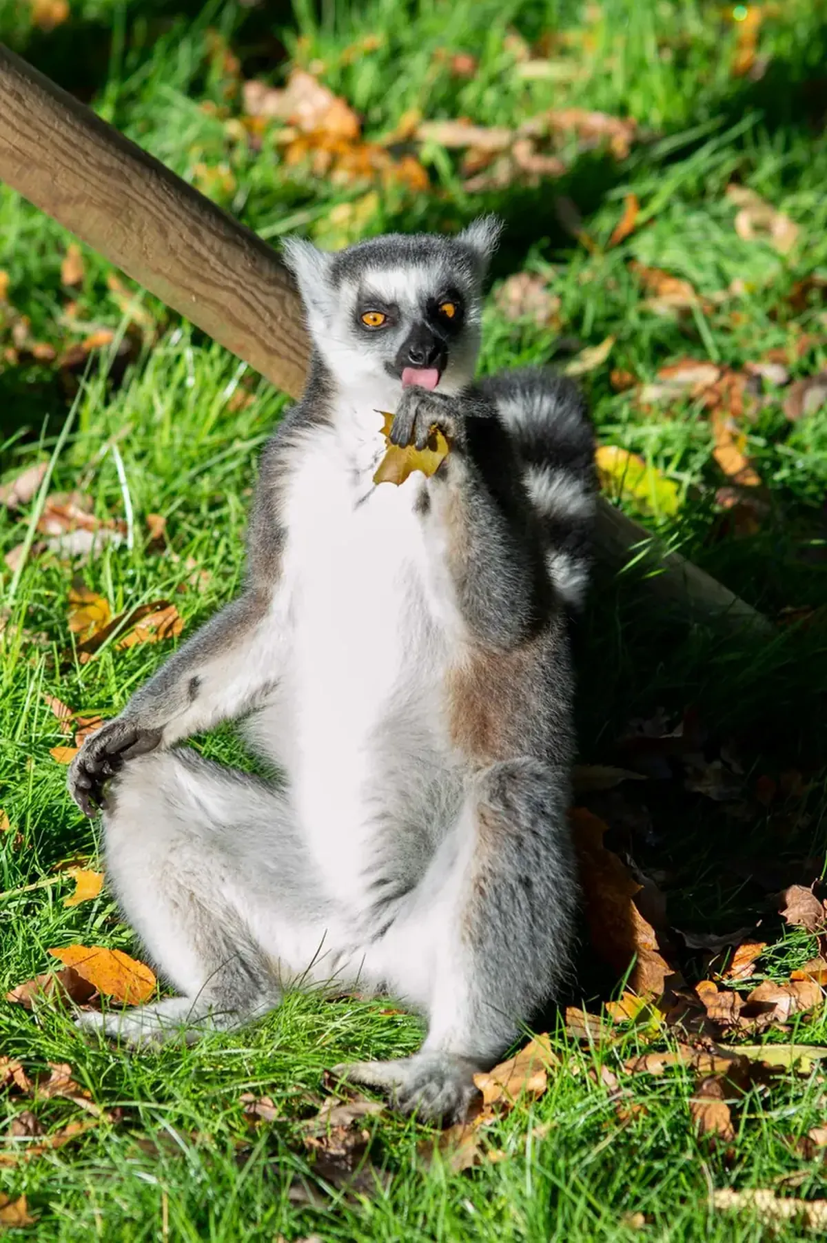 Why do lemurs have two tongues?