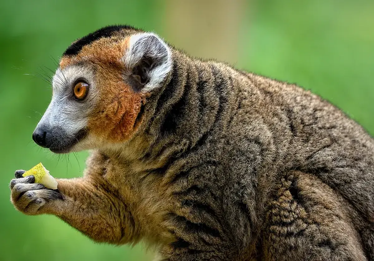 Like humans, animals drink more frequently than scientists previously thought.