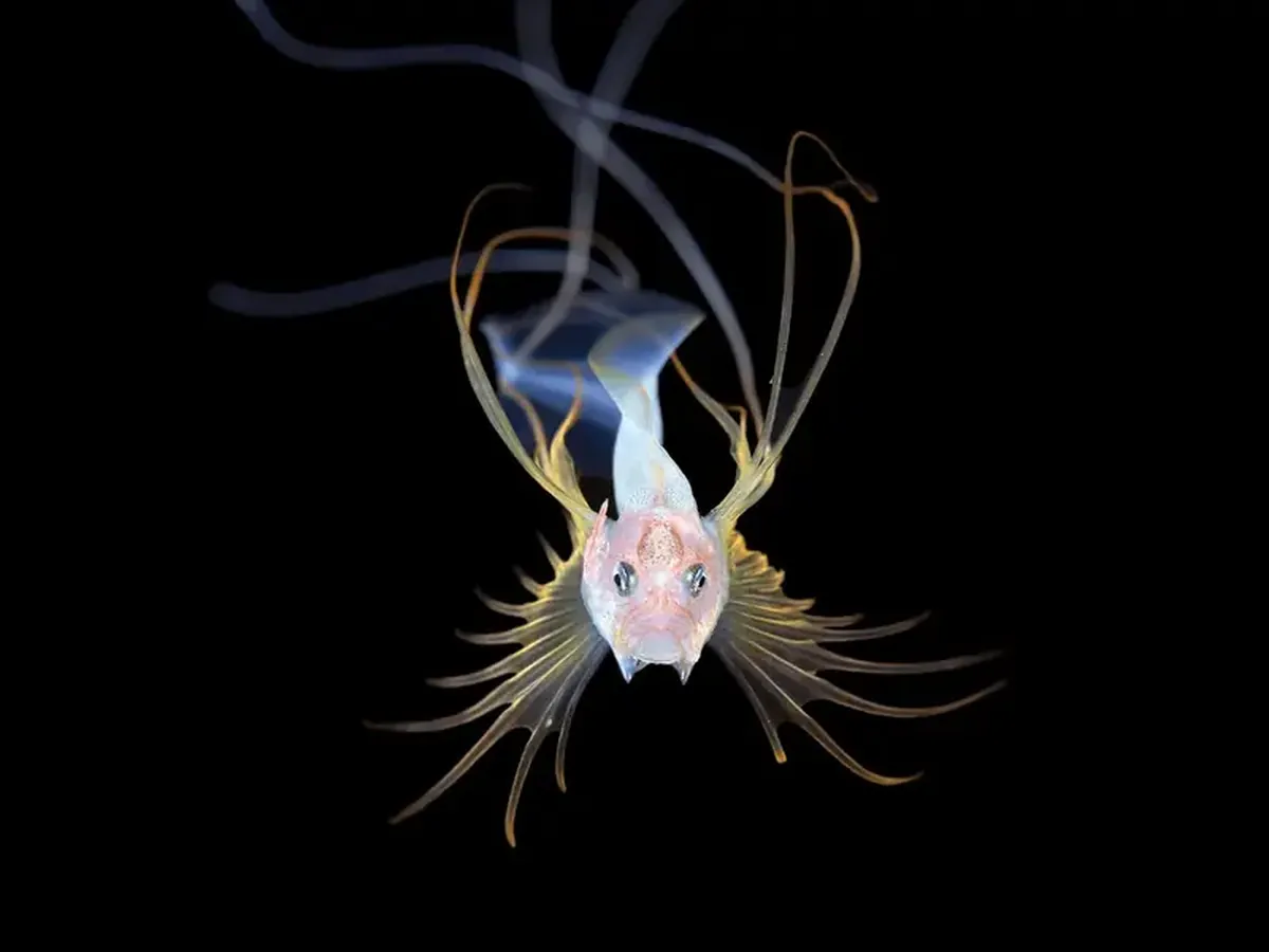 Diamond squid and a lobster on a jellyfish: a photographer showcased portraits of tiny deep-sea dwellers.