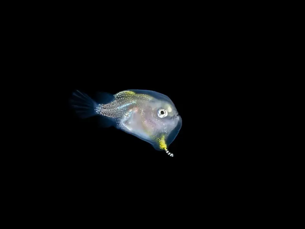 Diamond squid and a lobster on a jellyfish: a photographer showcased portraits of tiny deep-sea dwellers.