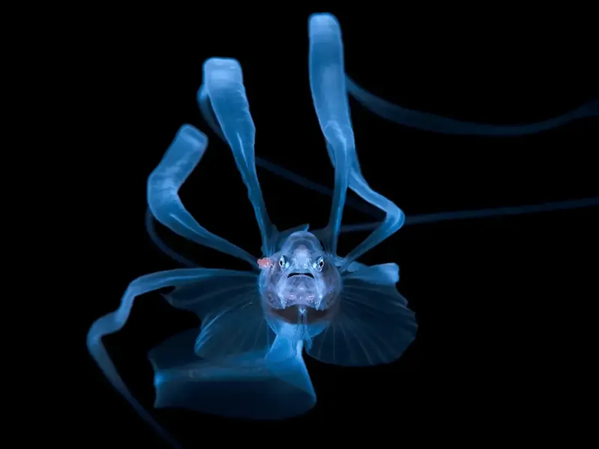 Diamond squid and a lobster on a jellyfish: a photographer showcased portraits of tiny deep-sea dwellers.