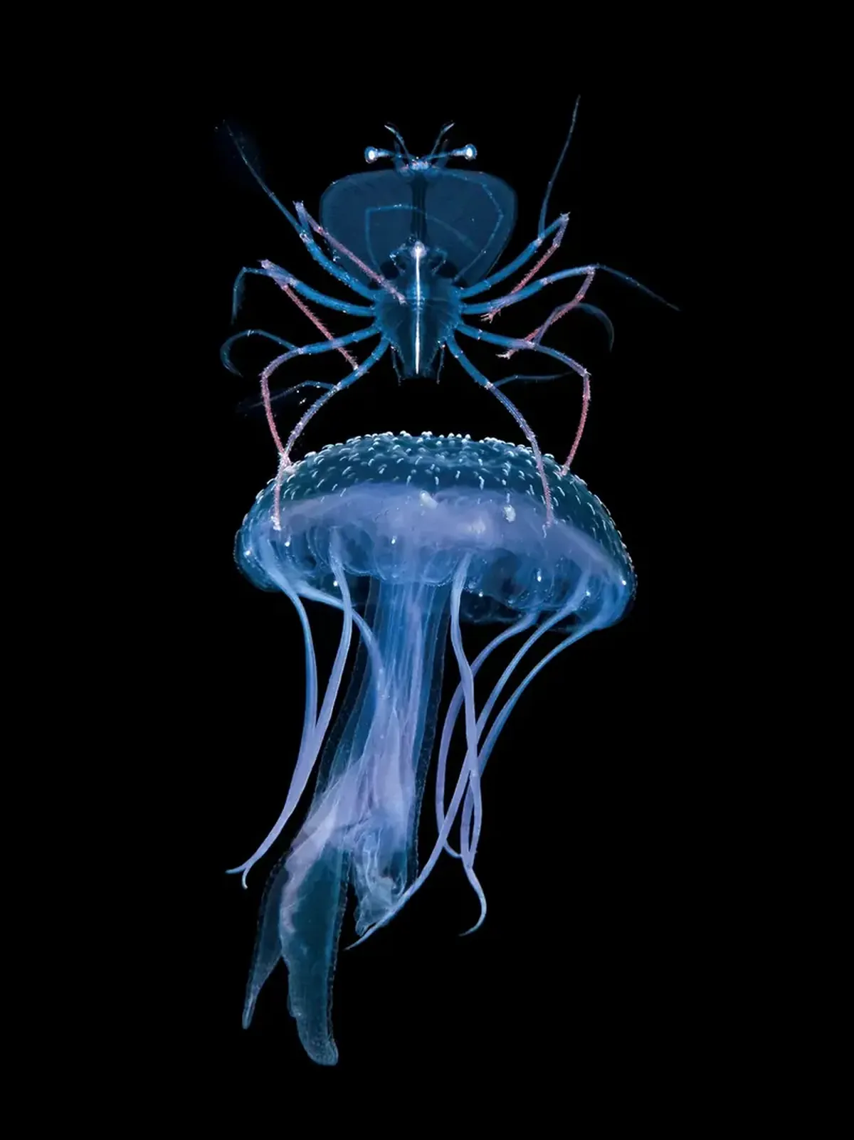 Diamond squid and a lobster on a jellyfish: a photographer showcased portraits of tiny deep-sea dwellers.