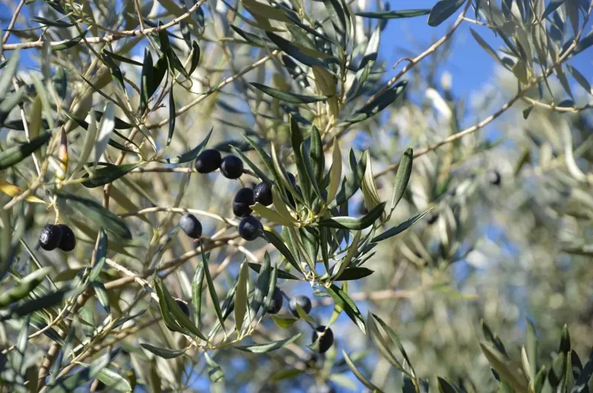Everyone knows the benefits of olive oil, but olive leaves also have healing properties.