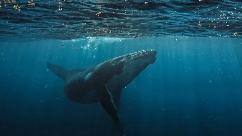 A humpback whale swims just beneath the water's surface.
