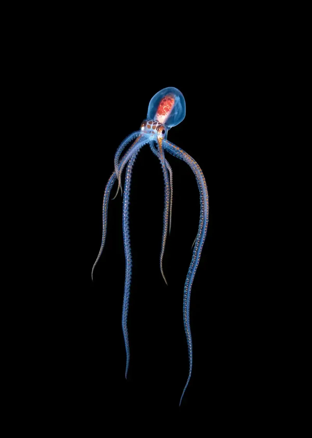 Diamond squid and a lobster on a jellyfish: a photographer showcased portraits of tiny deep-sea dwellers.