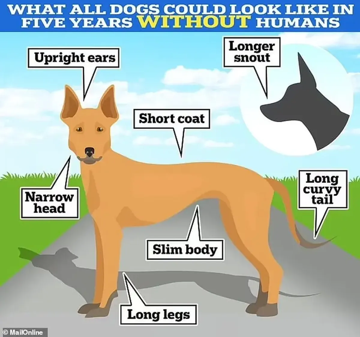 If Humans Vanished, All Dog Breeds Would Merge Into One — Meet the Golden‑Haired Dog 3 If humans disappeared from Earth, all dog breeds would merge into one.
