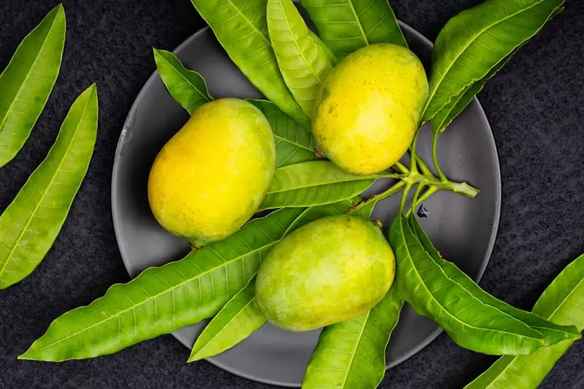 The Mysterious Stranger: Benefits and Risks of Mangoes