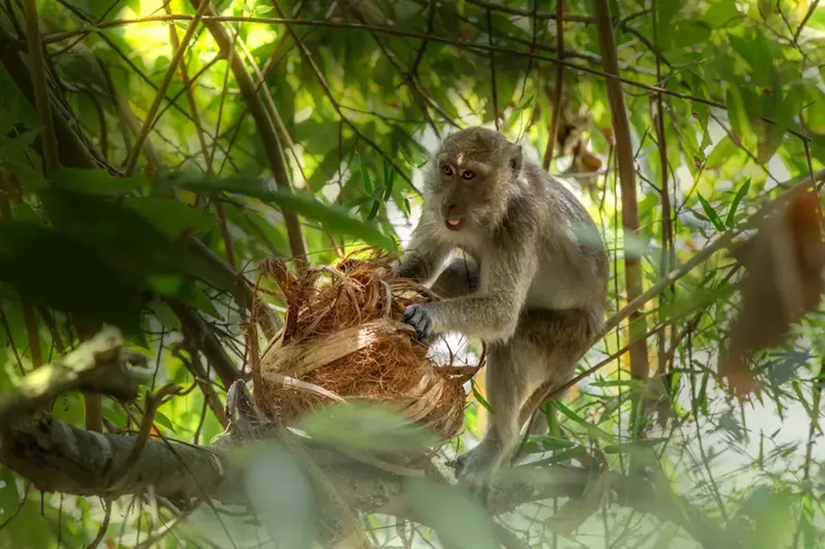 Why do primates have large brains?
