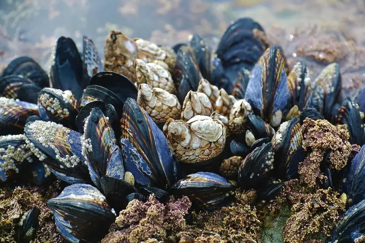 Harnessing mussels and slime: scientists develop a natural superglue for wounds.