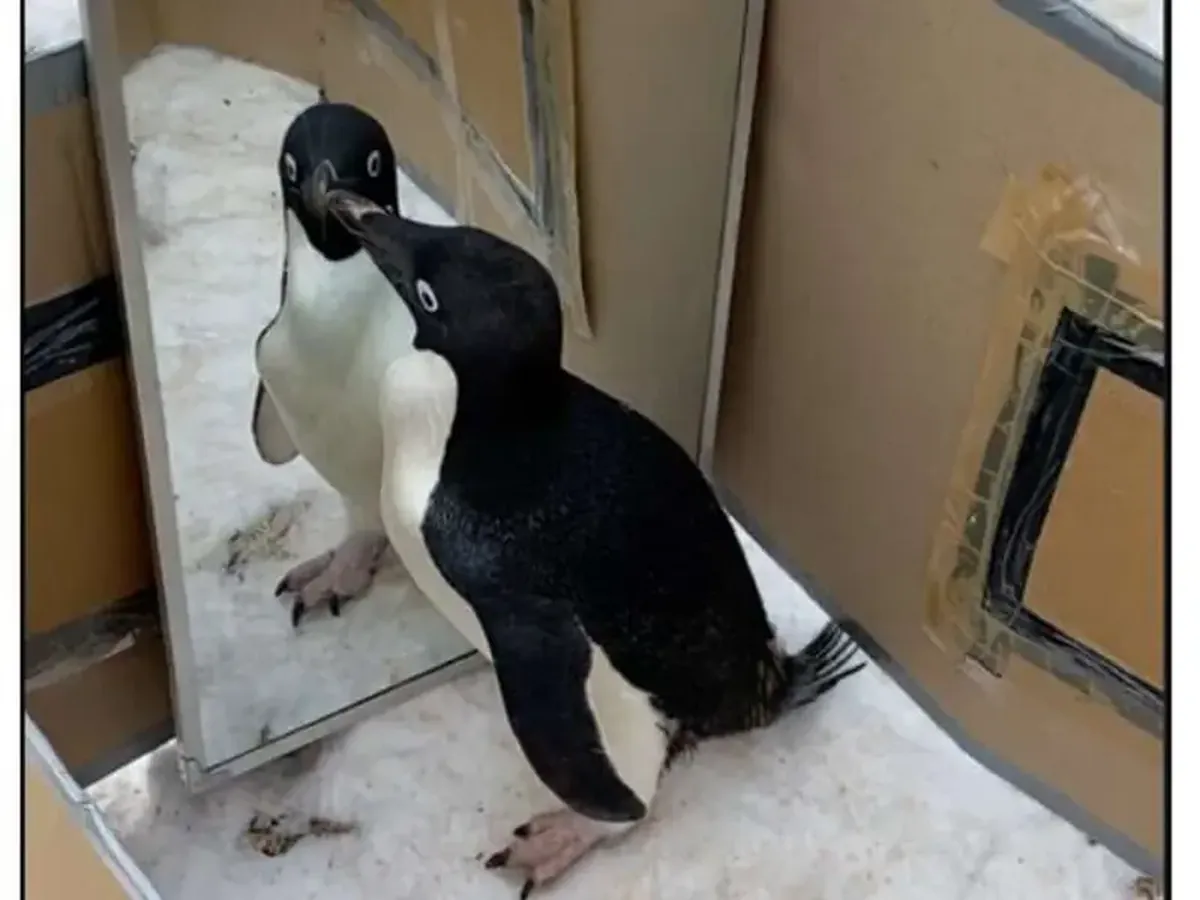 Birds are intelligent: penguins display signs of self-awareness and can recognize themselves in a mirror.