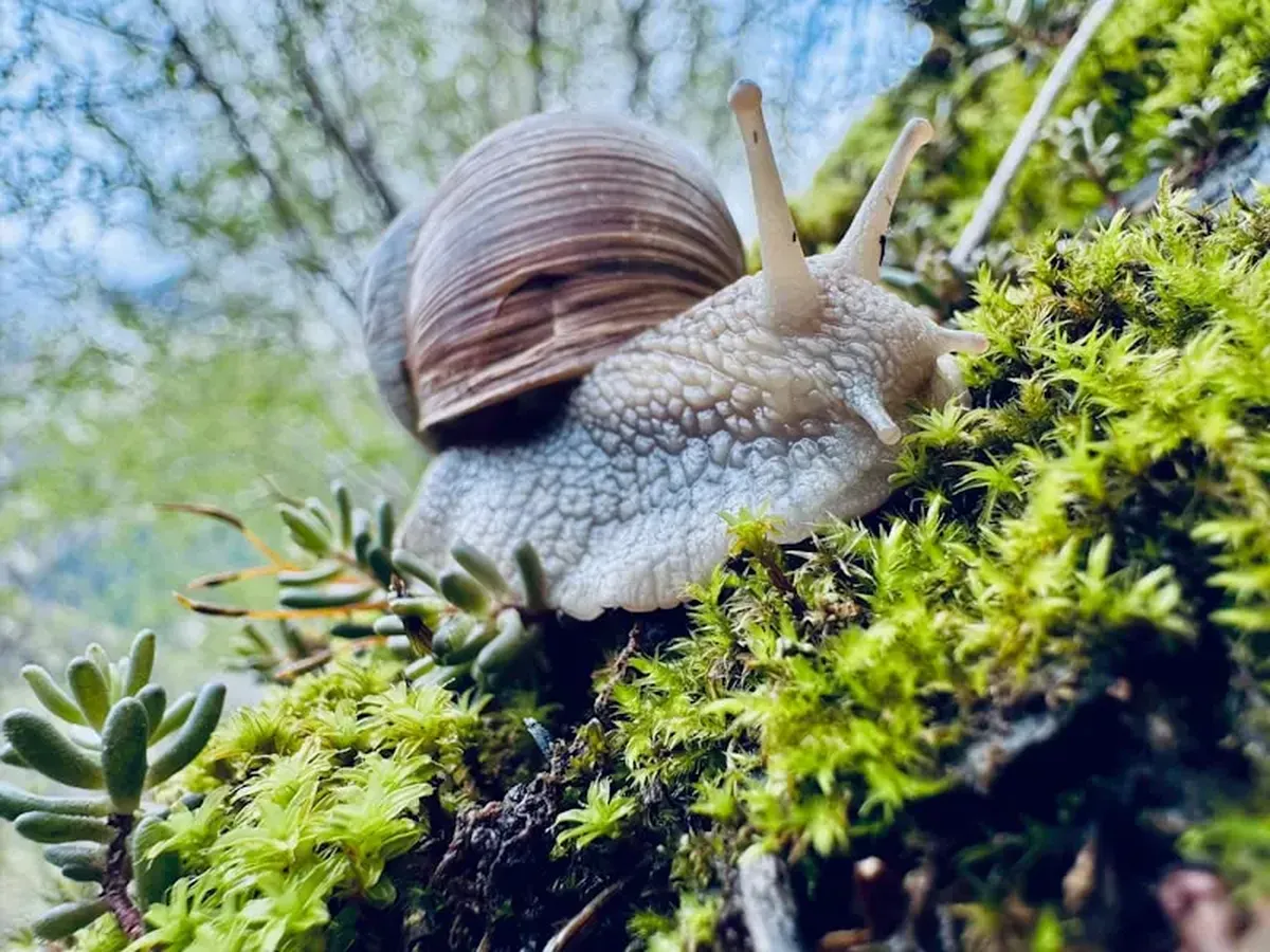 Meet the Australian trumpet — the world's largest snail 3 A snail crawls on a green, moss-covered branch.