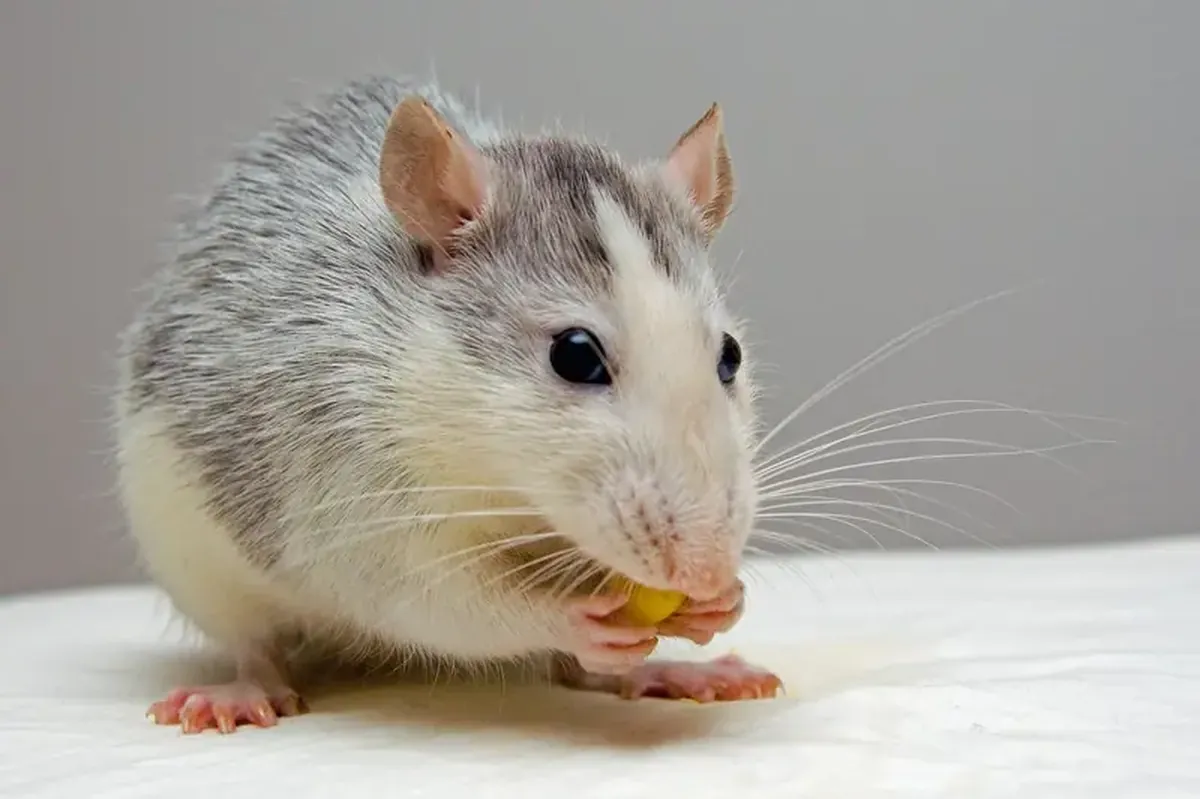 Why There's Always Room for Dessert: The Brain Trick That Makes Us Crave Sweets After a Meal 5 The
