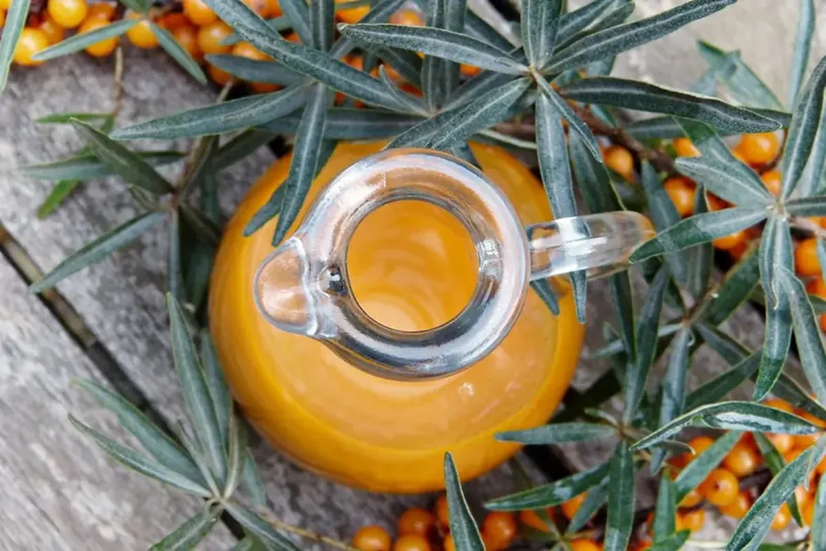 Sea buckthorn for winter: its value