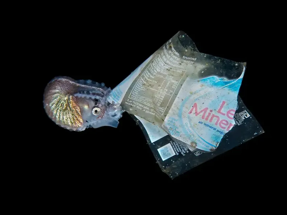 Diamond squid and a lobster on a jellyfish: a photographer showcased portraits of tiny deep-sea dwellers.